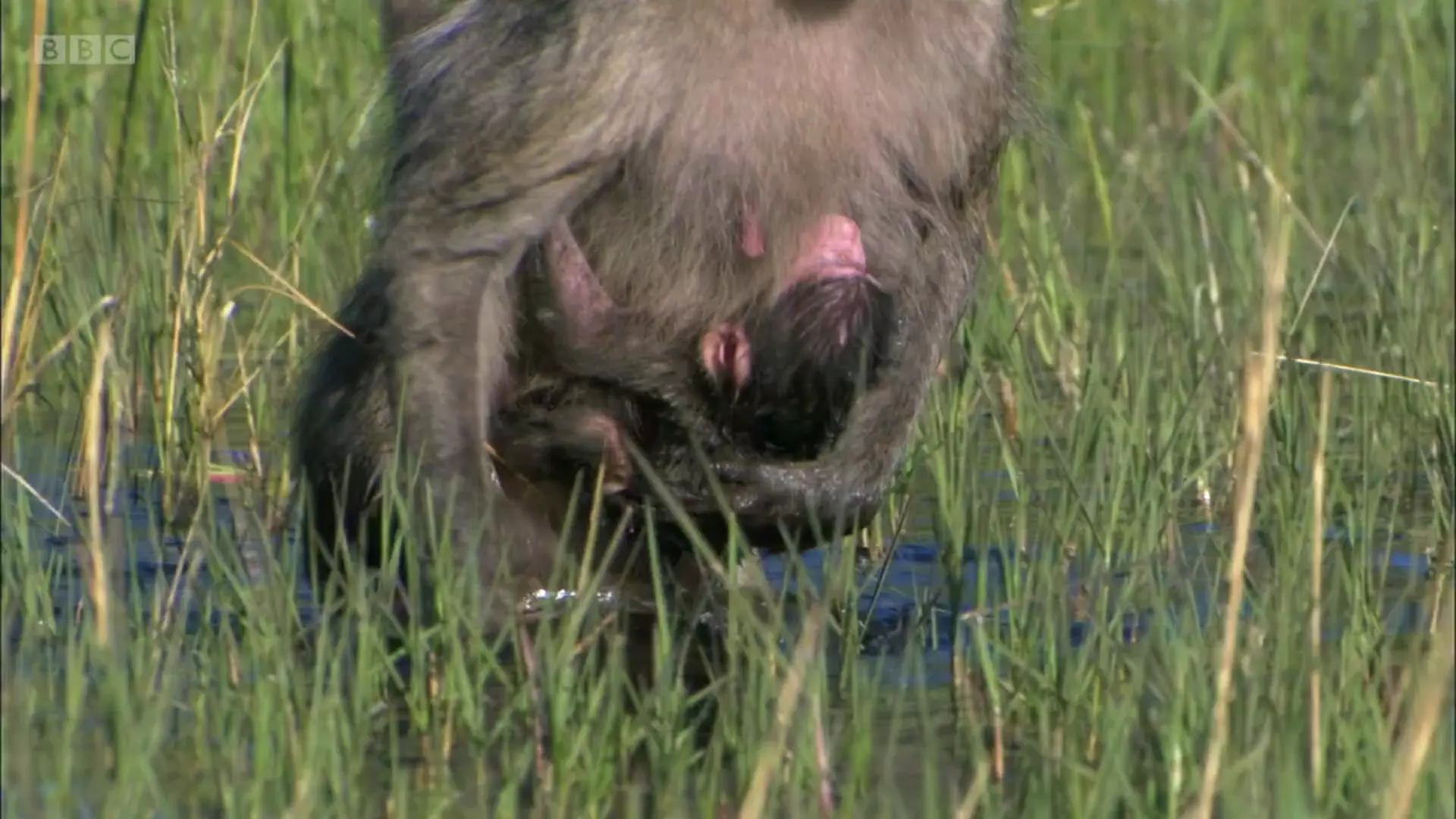 Grey-footed chacma baboon (Papio ursinus griseipes) as shown in Planet Earth - From Pole to Pole